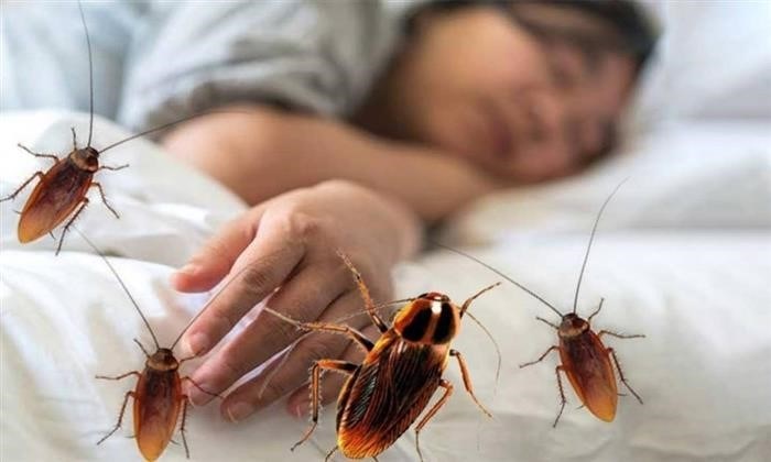 Почему на теле появляются укусы тараканов