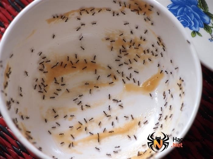 Насколько много едят муравьи?