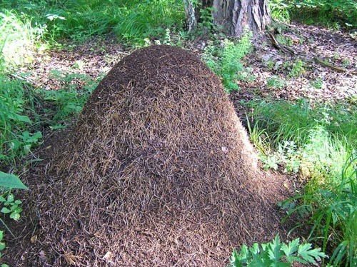 Как кормить муравьев в домашних условиях?