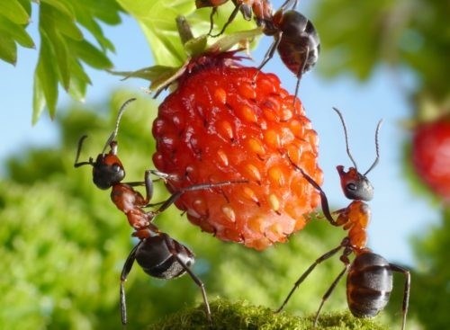 Кормление муравьев: рацион, правила содержания
