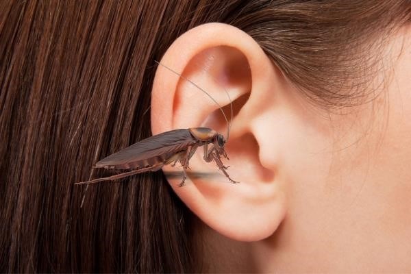 Опасность таракана в ухе