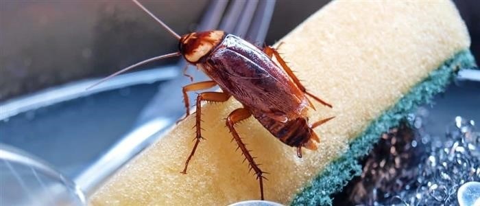 Убивать ли беременного таракана?