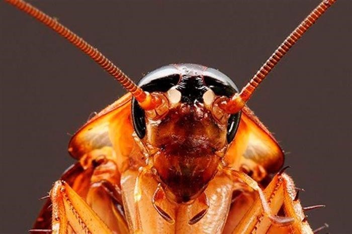 Жизненный цикл и особенности тараканов