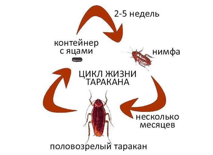 Как происходит размножение тараканов?