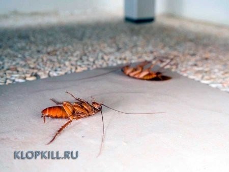 Причины появления тараканов