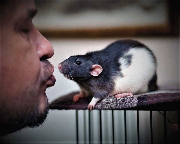 Чем можно кормить декоративных крыс, что они едят