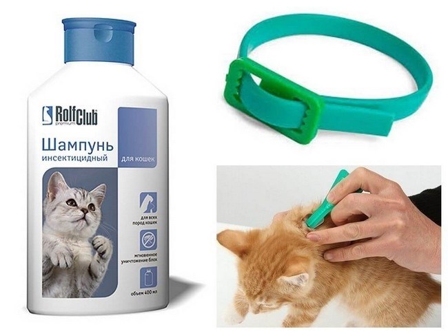 Назначение шампуня против блох для кошек
