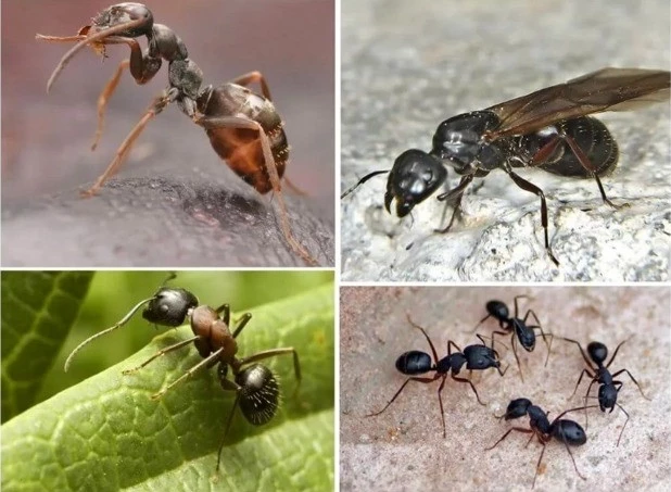 Влияние продолжительности жизни на особенности поведения муравьев