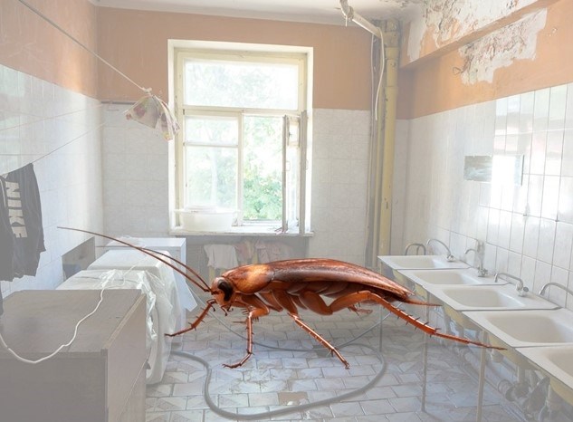 01 Причины появления тараканов в общежитии