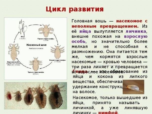 Особенности появления личинок тараканов