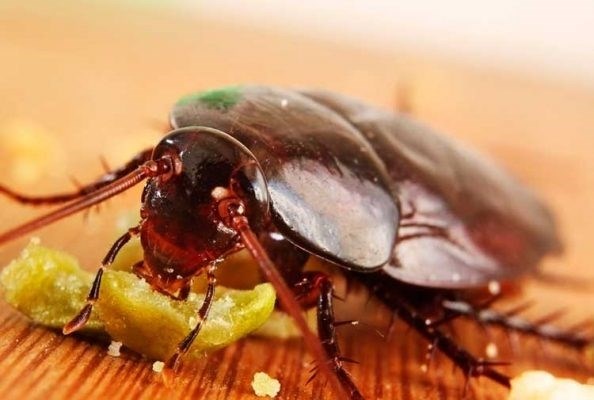 Причины появления тараканов в квартире