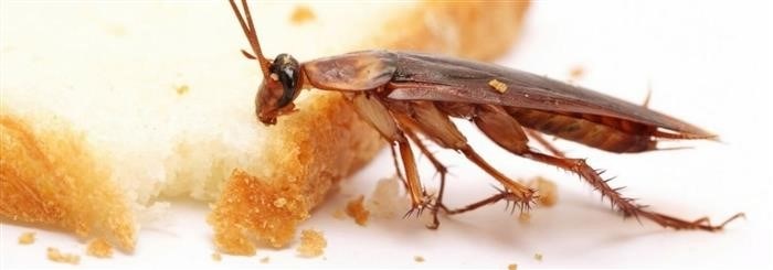Как тараканы переносят болезни
