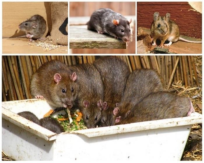 Отличия во внешности между мышами и крысами
