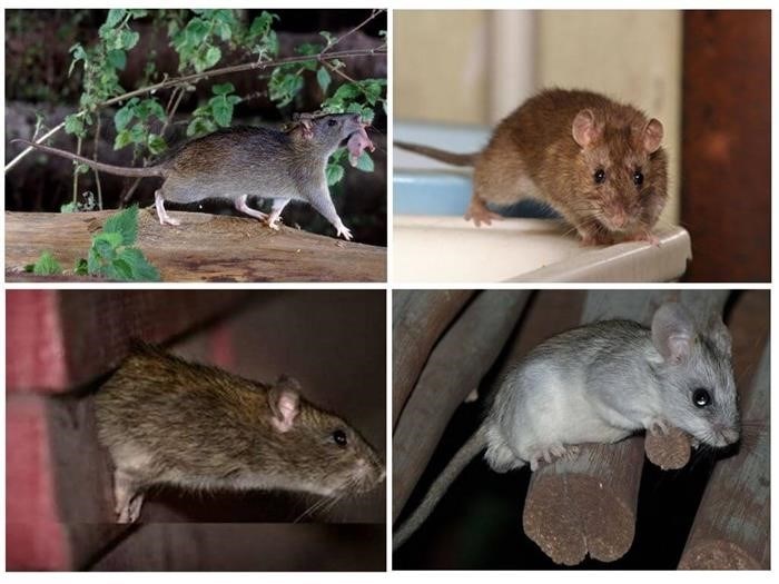 Размножение и продолжительность жизни мышей и крыс