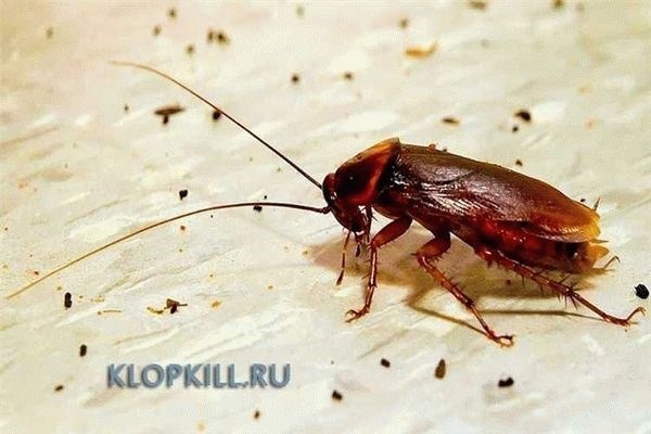 Тараканы маленькие: как выглядят, способы борьбы с ними