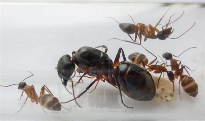 Как размножаются муравьи