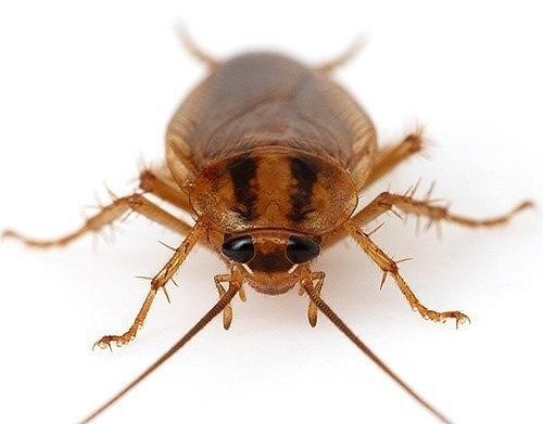 Как быстро размножаются домашние тараканы. Размножение тараканов