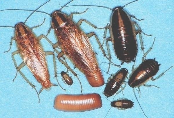 Сколько живут домашние тараканы без еды и воды?