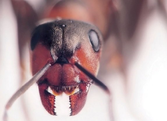 Описание внешнего вида рыжих лесных муравьев