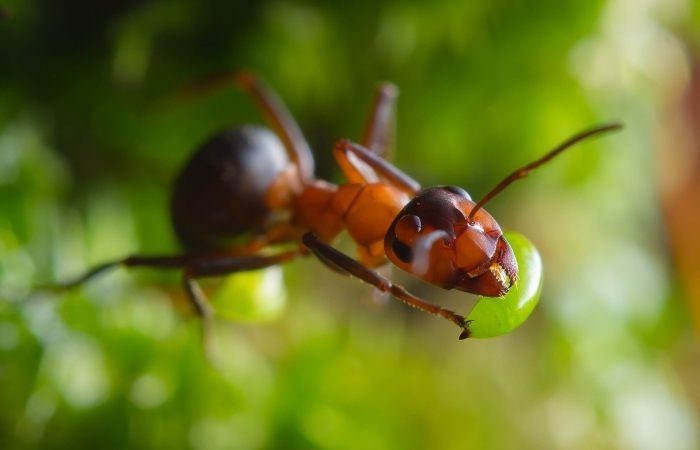 Польза и вред для человека от рыжих лесных муравьев