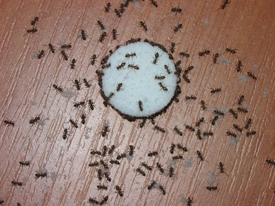 Самые неприятные насекомые, которые могут обитать в наших квартирах