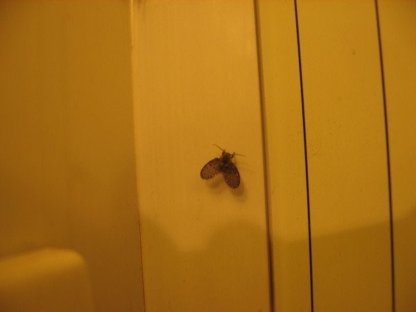 Летающие насекомые в туалете