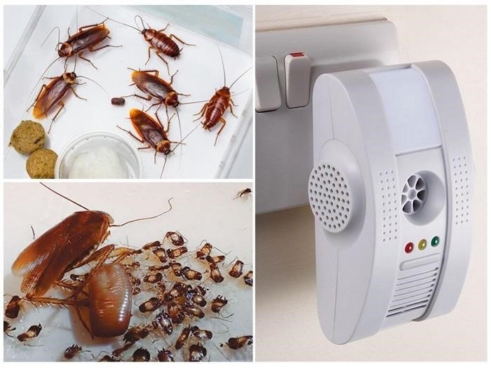 Завелись насекомые в туалете – почему?