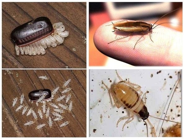 Тараканы: опасность не только для домашнего уюта, но и для здоровья
