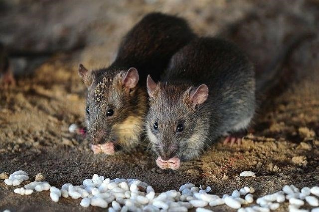 Сколько живет крыса без воды и еды