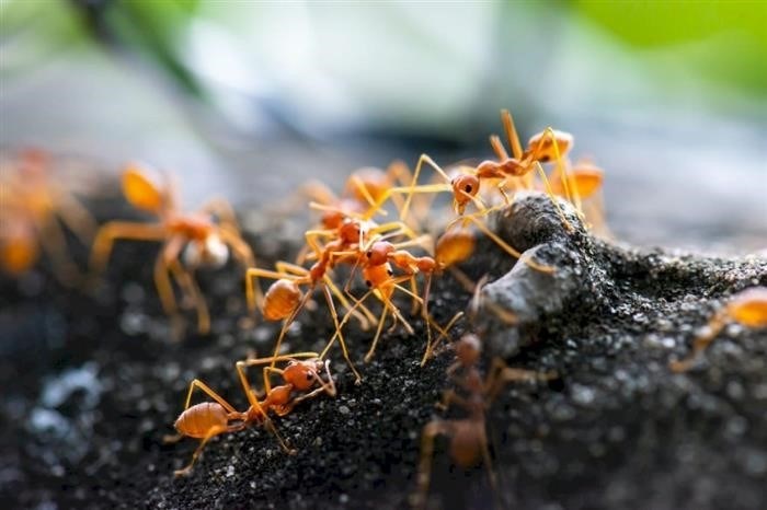 Сколько весит средний муравей: итог
