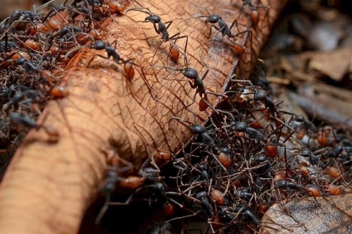 Почему муравьи обладают большой силой