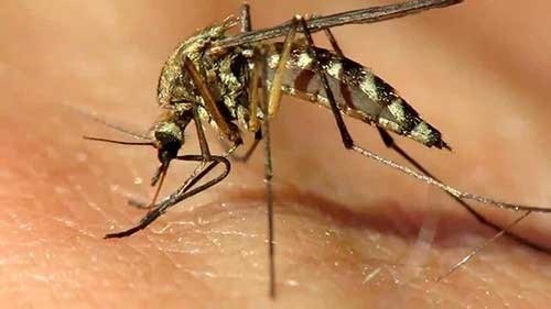Как отличить укус клеща от укуса комара