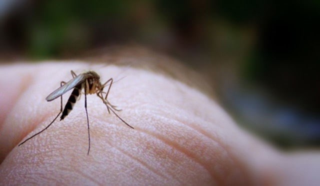 Чем опасны нападения клопов и комаров
