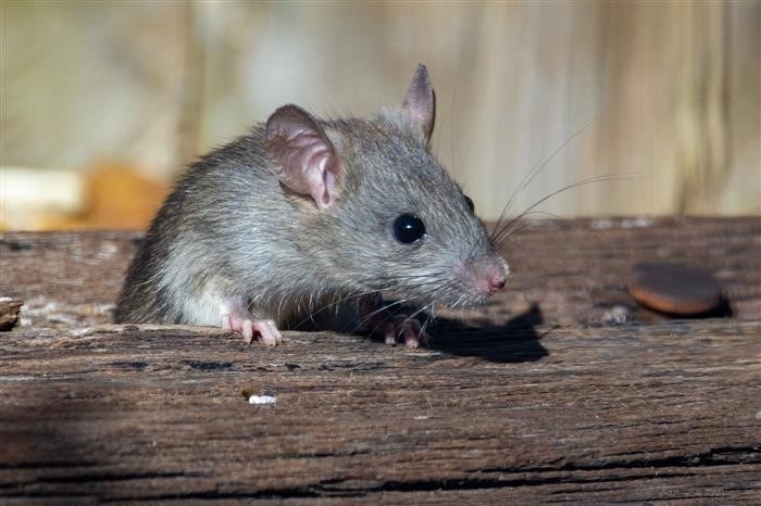 Пугаются ли мышки яркого света?