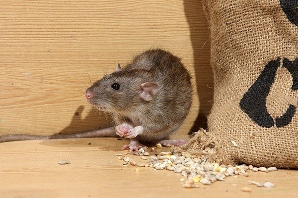 Как избавиться от мышей без помощи специалистов