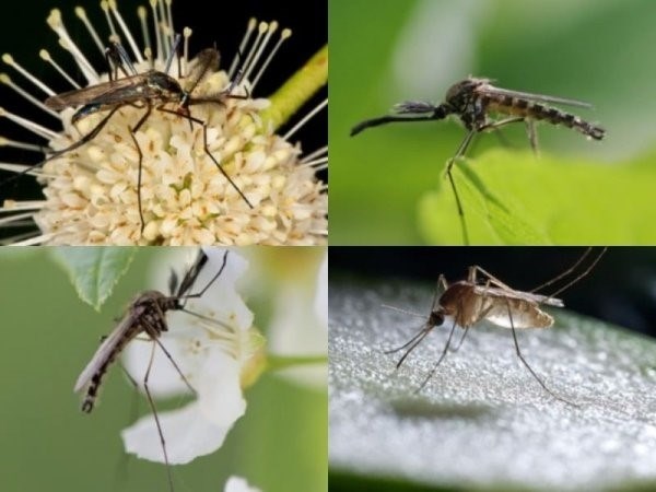 Самки комаров - кровососущие, самцы - питаются нектаром