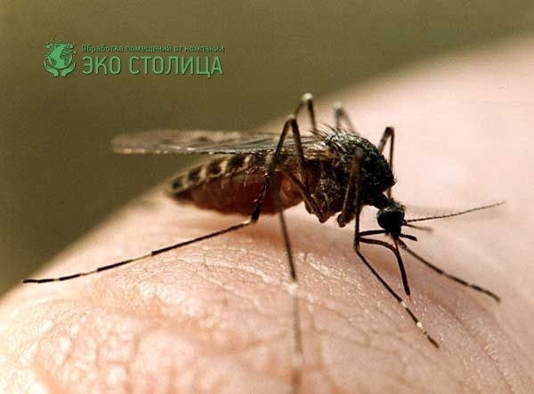 Происхождение вида и описание комара