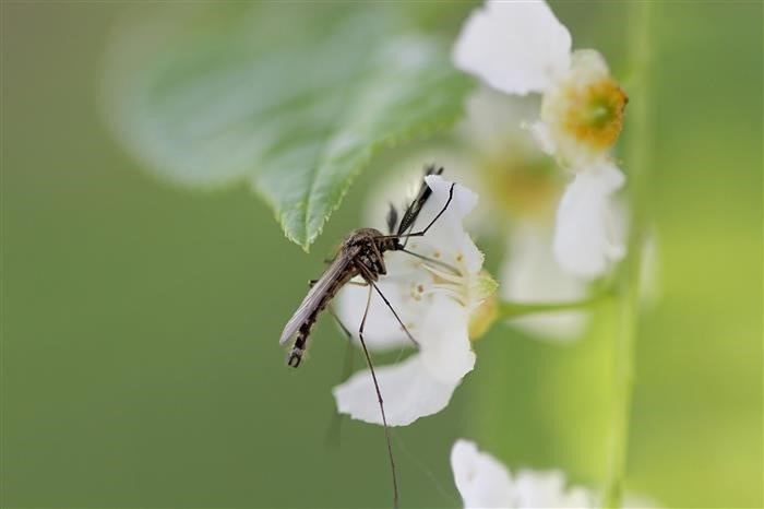 Особенности характера и образа жизни комара