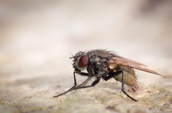 Почему комнатная муха может быть опасной?