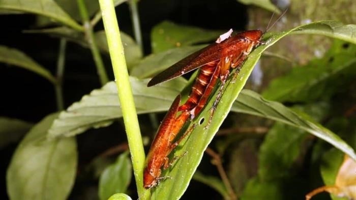 Может ли самка таракана действительно размножаться без самца?