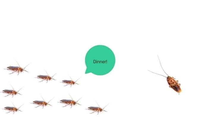 Как размножаются тараканы?