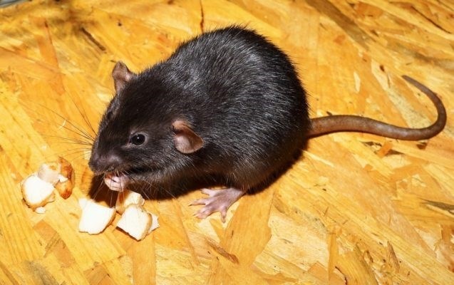 Основные способы борьбы с крысами