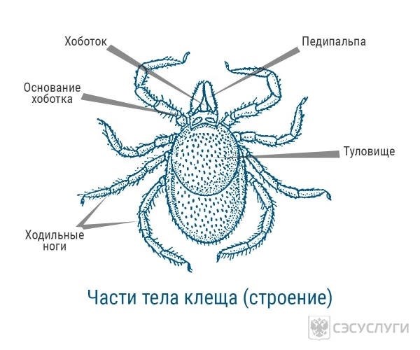 Как клещи размножаются и откладывают яйца