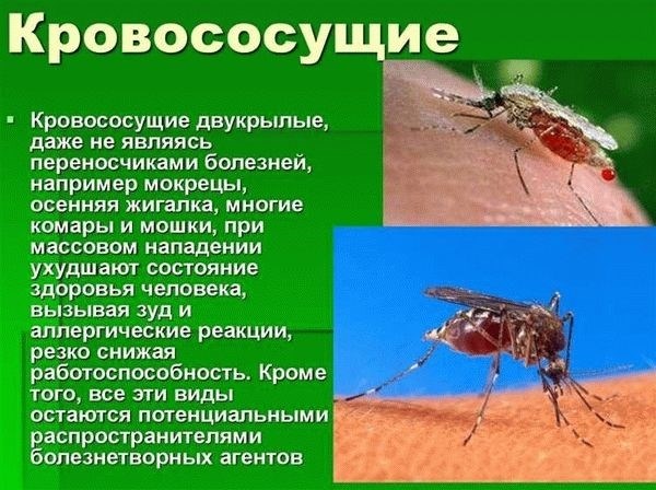 Биологические особенности комаров