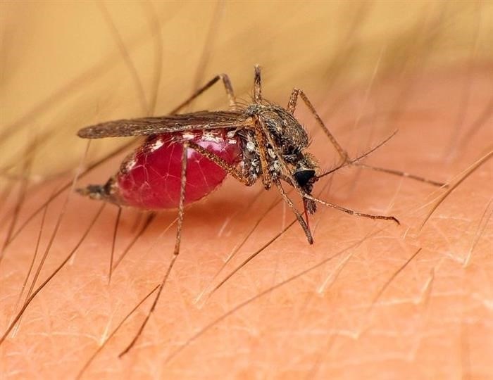 В каких регионах малярийный комар встречается в России?