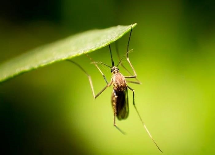 Борьба с переносчиками малярии
