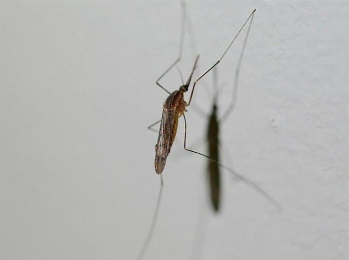 Размножение малярийного комара: стадии и особенности процесса