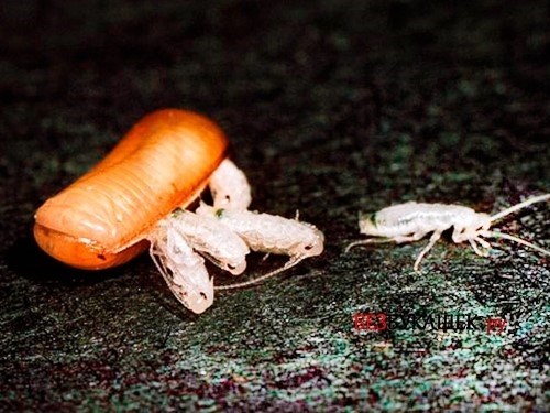 Цикл жизни домашних тараканов