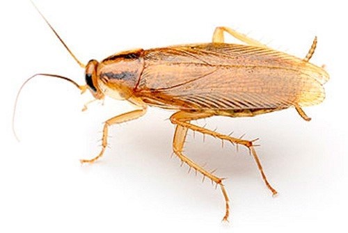 Эффективны ли ультразвуковые отпугиватели против тараканов?