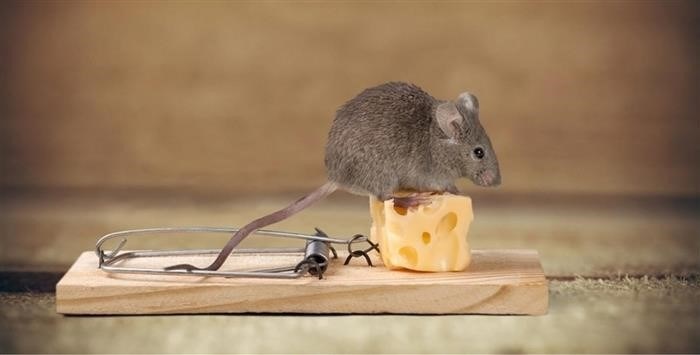 Что обычно едят мыши?